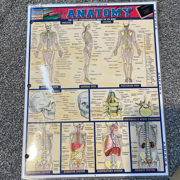 Inc. BarCharts Anatomy (Quick Study Academic) reference guide - Picture 1 of 3